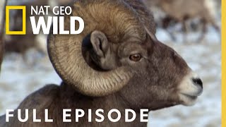 Mountain Lion vs. Bighorn (Full Episode) | America the Wild