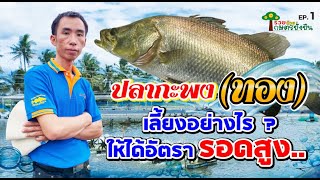 ปลา กะพง (ทอง) เลี้ยงอย่างไร ? ให้ได้อัตรารอดสูง | รวยด้วยเกษตรยั่งยืน  FULL EP.1