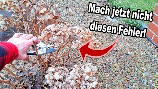 Hortensien schneiden | Welchen Fehler du jetzt nicht machen darfst!