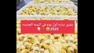 إنهيار مفاجئ لأسعار الكتاكيت اول يوم في السنه الجديده والله ب3جنيه ونص بورصه لاربعاء 1- 1 -2025 😂🏃👇🏻