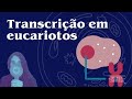 Transcrição em eucariotos