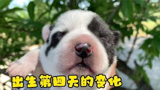 出生第四天的小奶狗，变化太大了，胖嘟嘟的萌翻啦【柿柿红爱吃肉】