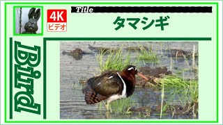 【4K】タマシギ　～水が入った田んぼにやって来ました～　20210531　Bird　野鳥