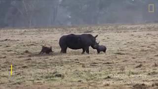 Una mamá rinoceronte enfrenta hienas hambrientas | Nat Geo