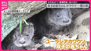 【一般公開】双子の赤ちゃんカワウソ  今月末まで「愛称投票」も  横浜市