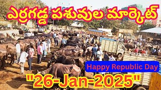 ఎర్రగడ్డ ఆదివారం గేదెల మార్కెట్ || Erragadda Buffalo Market || एर्रागड्डा भैंस बाजार वीडियो