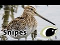 BTO Bird ID - Common and Jack Snipe