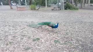 Australian Peacock