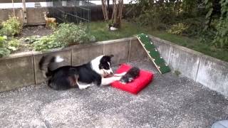 Bolonka und Border Collie 1