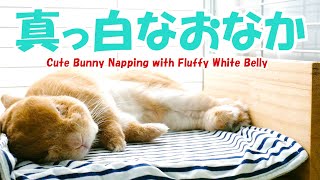 白いおなかがかわいいうさぎの昼寝 Cute Bunny Napping with Fluffy White Belly