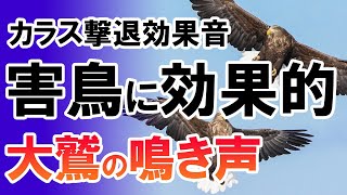 【カラス撃退効果音・害鳥に効果的】大鷲の鳴き声で