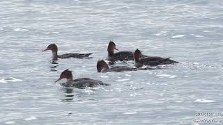 海秋沙 2019.01.20 追逐覓食行為