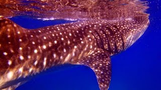 ジンベエザメ ダイビング フィリピン セブ島 オスロブ ※Whale shark in Oslob,Cebu,Philippines