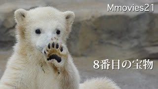 8番目の宝物 (ホッキョクグマ　リラ) Polar Bear \