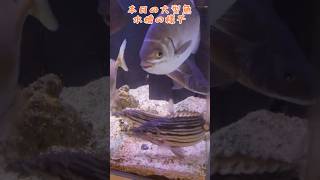 【必見！？】海水魚や熱帯魚飼育している方へ #shorts