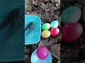 wow🥚finding eggs and ornamental fish ornamentalfish fishing fish eggs