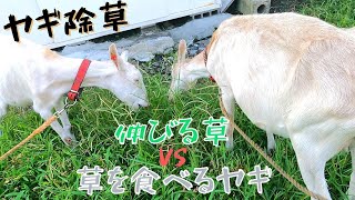 1002【土曜日】#35 ヤギ除草 伸びる草VS草を食べるヤギ