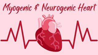 Myogenic and Neurogenic Heart 🫀Explained in Tamil