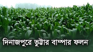 দিনাজপুরে ভুট্টার বাম্পার ফলন | Dinajpur | Maize | RisingBD