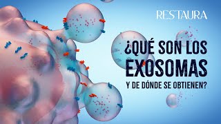 ¿Qué son los exosomas y de dónde de obtienen?