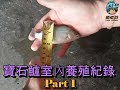 【魚老豆】寶石鱸室內養殖進度 - Part 1