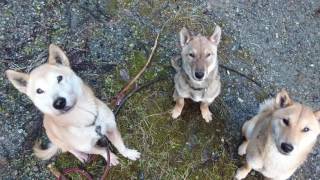 縄文柴犬  joumon Shiba inu     頂きました、顔3つです‼