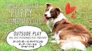 お外が大好きな子犬の成長記録！ボーダーコリー(生後6-11ヵ月) / Growth record of a puppy I love outsider: Border Collie