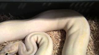 Ball Python Collection - May 2015 (The One Everyone's Been Asking For)