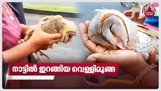 നാട്ടിൽ ഇറങ്ങിയ വെള്ളിമൂങ്ങ | Vellimoonga | Barn Owl