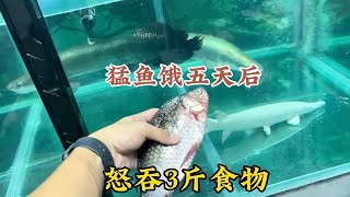 猛鱼前后饿了五天，搬家后第一次进食，准备3斤多鱼，全部吞掉。