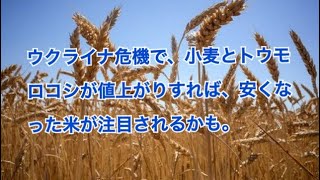 ウクライナ危機で、小麦とトウモロコシなどの穀物が世界的に不足し、日本の食料品への影響についての記事を紹介　＃242