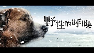 年度催淚溫情電影:『野性的呼喚』看一條狗如何蛻變為狼，感人至極！ | 小俠說電影