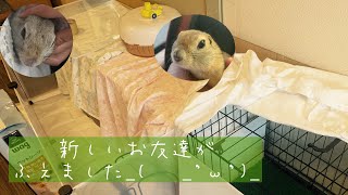 【リチャードソンジリス】家族がふえました♪【RichardsonGroundSquirrel】