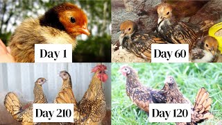 Golden Sebright Chicks To Sebright Chicken Growth Time Lapse Video | From Hatching Egg Day 1 to 210