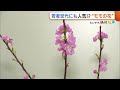 「枯れにくく長持ちする」ひな祭りなどで重宝“モモの花”　猛暑の影響や物価高騰で価格は約2割上昇も華やかさが人気 25 02 24 19 21