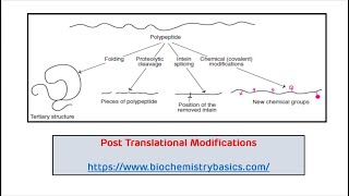 Post Translational Modifications || Translation