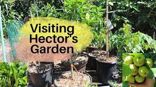 Visiting Hector's Place: Rare Fruit Trees in Virginia
