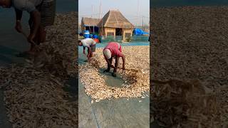 Dry fish || #shortvideo #shorts #short #shortsvideo #fish #dryfish