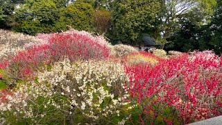 4K【梅満開/大阪府藤井寺市/道明寺天満宮/2022】3/9(木)☆梅まつり