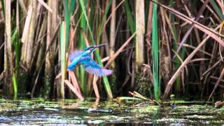 Kingfisher attack from above