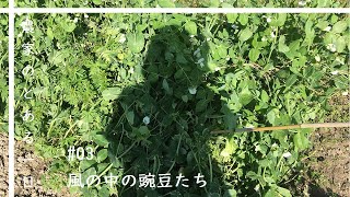 【えんどう豆】収穫と出荷作業を黙々と【農家のとある一日#03】