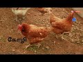 பறவைகள் paravaigal peyargal birds name in tamil 🐦🦚🐓🦜 sangathamizhi