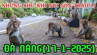 Những Chú Khỉ Ở Bán Đảo Sơn Trà ĐÀ NẴNG(17-1-2025)P1#Tí Tồ Review#(#98)