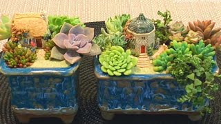 Succulent Arrangements with Lilliput Lane Miniatures