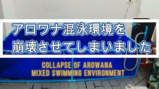 #28 アロワナ混泳水槽を崩壊させてしまいました/ Collapse of Arowana mixed Swimming Environment