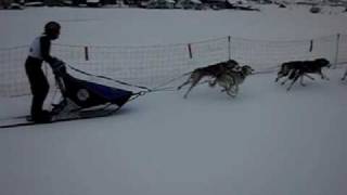 Schlittenhunderennen Studen 2010