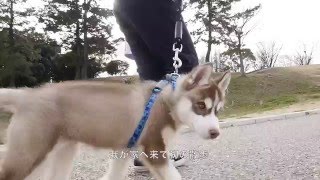 仔犬シベリアンハスキーがやって来た！ DIYスタビライザー撮影