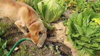 白菜を食べる山陰柴犬さくら