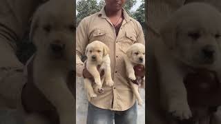 Ultimate quality lab male's puppy available in Kanpur...ph.8528836872