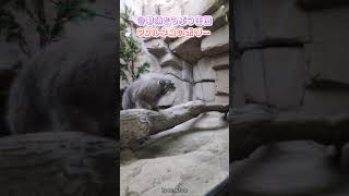 マヌルネコのポリーと目が合う👀 #マヌルネコ #manulcat #動物園 #那須どうぶつ王国 #манулы #манул #pallas